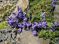 prostrate speedwell